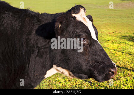 Ballarat/Milchkühe weiden auf einer Farm in der Nähe von Ballarat Victoria Australien. Stockfoto