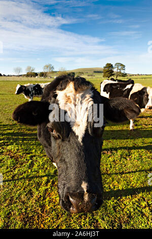 Ballarat/Milchkühe weiden auf einer Farm in der Nähe von Ballarat Victoria Australien. Stockfoto