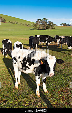 Ballarat/Milchkühe und Färsen Beweidung auf die Farm in der Nähe von Ballarat Victoria Australien. Stockfoto