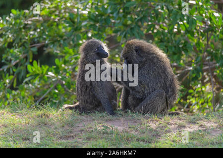 Olive baboon, Papio Anubis, Grooming, Masai Mara National Reserve, Kenia, Afrika Stockfoto