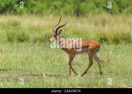 Impala, Aepyceros melampus, männlich, Masai Mara National Reserve, Kenia, Afrika Stockfoto