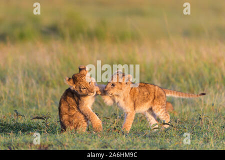 Afrikanischer Löwe Panthera leo, zwei Cub spielen, Masai Mara National Reserve, Kenia, Afrika Stockfoto