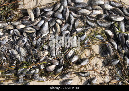 Muscheln am Strand der Ostsee Stockfoto