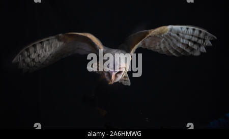 Eine Schleiereule im Flug bei Nacht. Es ist die Jagd und nach unten schaut, wie er über seine Beute schwebt und hat ihre Flügel aus Stockfoto