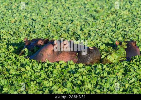 Nilpferd, Hippopotamus amphibus, Gruppe im Teich mit Wasser Kopfsalat, Masai Mara National Reserve, Kenia, Afrika Stockfoto