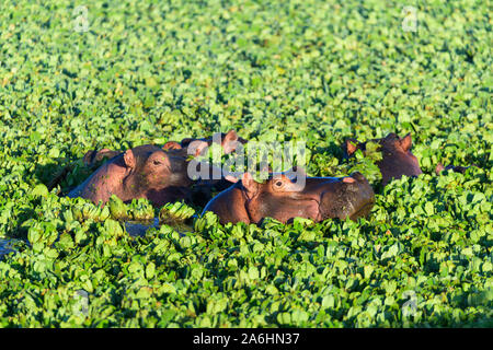 Nilpferd, Hippopotamus amphibus, Gruppe im Teich mit Wasser Kopfsalat, Masai Mara National Reserve, Kenia, Afrika Stockfoto