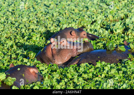 Nilpferd, Hippopotamus amphibus, Gruppe im Teich mit Wasser Kopfsalat, Masai Mara National Reserve, Kenia, Afrika Stockfoto