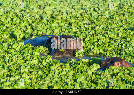 Nilpferd, Hippopotamus amphibus, im Teich mit Wasser Kopfsalat, Masai Mara National Reserve, Kenia, Afrika Stockfoto