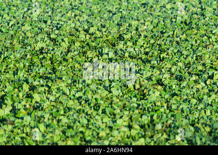 Teich mit Wasser bedeckt Salat, Masai Mara National Reserve, Kenia, Afrika Stockfoto