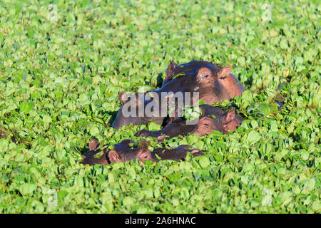 Nilpferd, Hippopotamus amphibus, Gruppe im Teich mit Wasser Kopfsalat, Masai Mara National Reserve, Kenia, Afrika Stockfoto