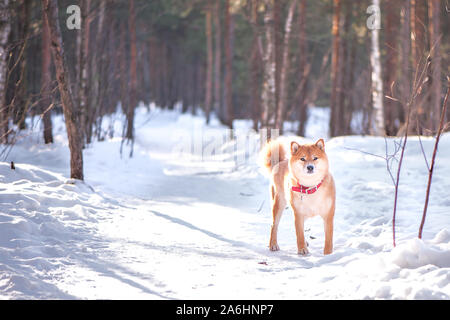 Hund der Shiba Inu Rasse stehen auf den Schnee auf einen schönen Winter Wald Hintergrund Stockfoto