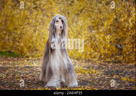 Hund, wunderschöne Afghan Hound, full-length Portrait, vor dem Hintergrund der Herbst Wald, Platz für Text Stockfoto