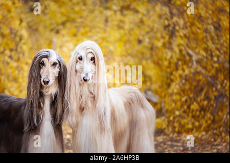 Zwei Hunde, schöne Afghanische Windhunde, Porträt, vor dem Hintergrund der Herbst Wald, schauen in die Kamera. Stockfoto