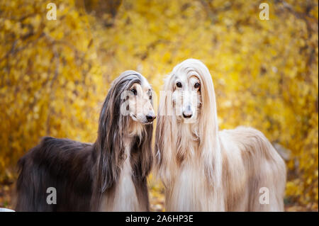 Zwei Hunde, schöne Afghanische Windhunde, Porträt, vor dem Hintergrund der Herbst Wald, schauen in die Kamera. Stockfoto