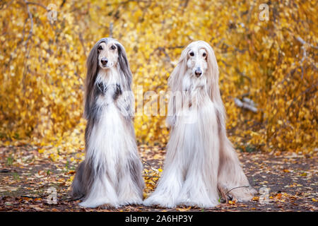 Zwei Hunde, schöne Afghanische Windhunde, Porträt, vor dem Hintergrund der Herbst Wald, schauen in die Kamera. Stockfoto