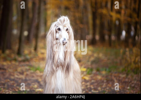 Hund, wunderschöne Afghan Hound, Porträt, vor dem Hintergrund der Herbst Wald, Platz für Text Stockfoto