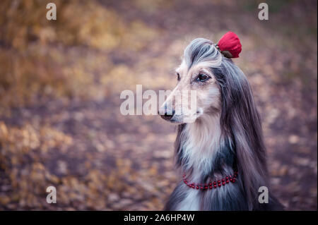 Hund, Afghan hound mit einer Blume im Haar und Perlen, ist stilvoll und modern. Dog Fashion Concept Stockfoto