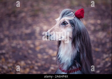 Hund, Afghan hound mit einer Blume im Haar und Perlen, ist stilvoll und modern. Dog Fashion Concept Stockfoto