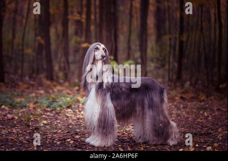 Hund, wunderschöne Afghan Hound, full-length Portrait, vor dem Hintergrund der Herbst Wald, Platz für Text, Farben rot Stockfoto