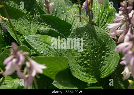 Blätter der Hosta mit Wassertropfen mit Lotus Effekte, violett blühende Hosta oder Hostas mit Regen fällt im Sommer Garten Stockfoto