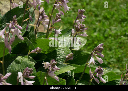 Nasse lila hosta Blumen und Blätter close-up, violett blühende Hosta oder Hostas mit Regen fällt im Sommer Garten Stockfoto