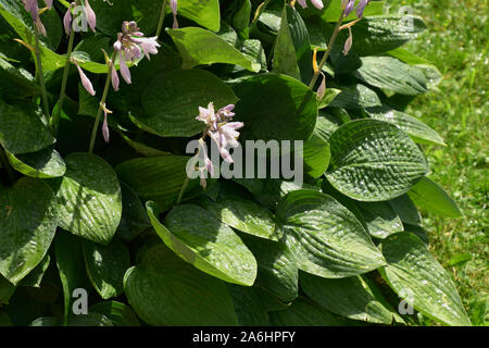 Lila blühende Hosta oder Hostas mit Regen fällt im Sommer Garten, giboshi Lila Blätter Blütenstand leuchtet durch Sommer Sonne Stockfoto