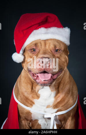 Hund, ein pit bull in Santa's Kostüm, ein Hund, eine Weihnachtskarte. Studio Foto auf schwarzem Hintergrund Stockfoto