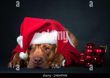 Hund, ein pit bull in Santa's Kostüm, ein Hund, eine Weihnachtskarte. Studio Foto auf schwarzem Hintergrund Stockfoto