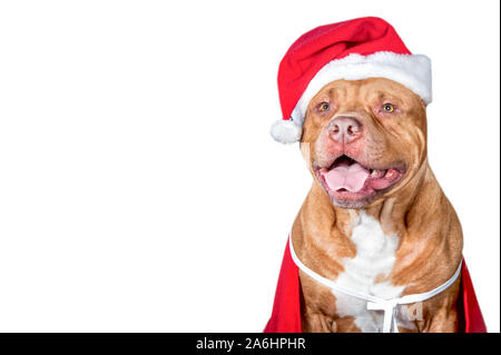 Hund, ein pit bull in Santa's Kostüm, ein Hund, eine Weihnachtskarte. Studio Foto auf einem weißen Hintergrund, Platz für Text Stockfoto