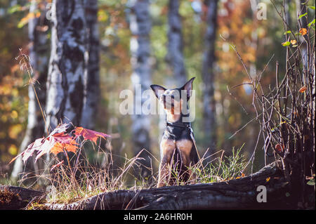 Hund, Toy Terrier, ein stilvoll gekleideten kleinen Hund in einem Pullover und einem schaffell Fell, vor dem Hintergrund der späten Herbst. Kleidung für Hunde. Stockfoto