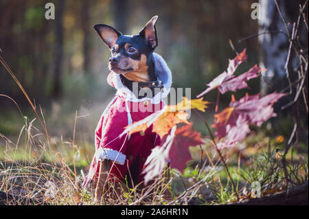 Hund, Toy Terrier, ein stilvoll gekleideten kleinen Hund in einem Pullover und einem schaffell Fell, vor dem Hintergrund der späten Herbst. Kleidung für Hunde. Stockfoto