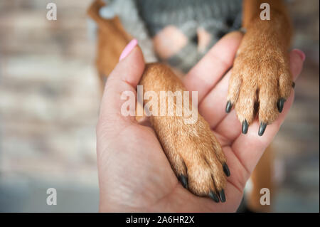 Hundepfoten und menschliche Hand schließen. Konzeptionelle Bild der Freundschaft Stockfoto