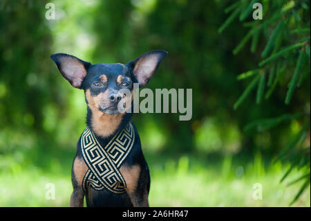 Hund Pharao, Porträt eines eleganten, schönen Hund auf einer grünen, natürlichen Hintergrund Stockfoto