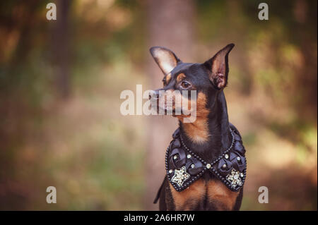 Hund in königlicher Kleidung, auf einem natürlichen Hintergrund. Hund Herr, Prinz, Hund macht Thema Stockfoto