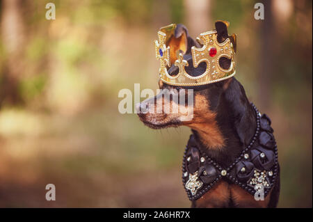 Hund in der Krone, in der königlichen Kleider, auf einem natürlichen Hintergrund. Hund Herr, Prinz, Hund macht Thema Stockfoto