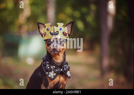 Hund in der Krone, in der königlichen Kleider, auf einem natürlichen Hintergrund. Hund Herr, Prinz, Hund macht Thema Stockfoto