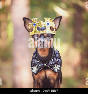 Hund in der Krone, in der königlichen Kleider, auf einem natürlichen Hintergrund. Hund Herr, Prinz, Hund macht Thema Stockfoto