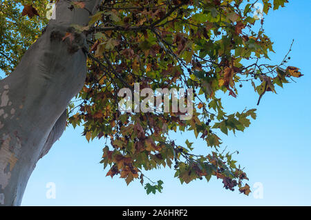 Platanus hispanica Baum auf blauem Hintergrund Stockfoto