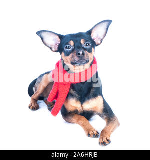 Lustig Hund in einem strickschal, Portrait eines Makro isoliert. Herbst, Winter, Kleidung für Hunde. Stockfoto