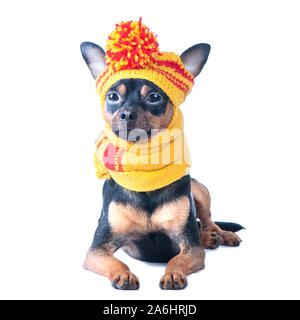 Lustig Hund in einem gestrickte Mütze und Schal, Portrait eines Makro isoliert. Herbst, Winter, Kleidung für Hunde. Stockfoto