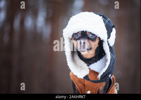 Hund im Winter Kleidung, Platz für Text. Dass Terrier in einen Hut mit einer Pelzmütze und einem schaffell Fell. Winter Theme, kalt, hund kleidung, Weihnachten, Silvester, Ihr Stockfoto