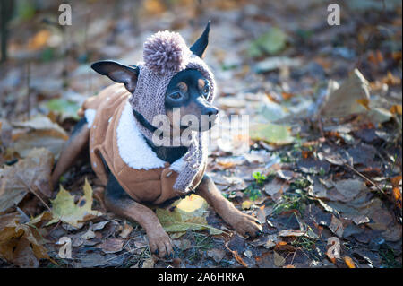 Ein Hund, ein Toy Terrier, ein stilvoll gekleideten kleinen Hund in einen Hut und einen Schaffellmantel, vor dem Hintergrund der späten Herbst. Kleidung für Hunde. Für t Ort Stockfoto