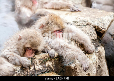 Gruppe von Schnee Affen in einer heißen Quelle zu schlafen. Jigokudani Monkey Park in Japan, Nagano Präfektur. Cute japanmakaken sitzen in Onsen Stockfoto