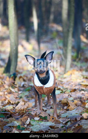 Hund, Toy Terrier, ein stilvoll gekleideten kleinen Hund in einem Pullover und einem schaffell Fell, vor dem Hintergrund der späten Herbst. Kleidung für Hunde. Stockfoto