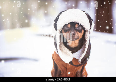 Ein Hund mit geschlossenen Augen in einen Hut und einem schaffell Mantel im Winter. Zen, Meditation, Yoga, Natur und Winter Stockfoto