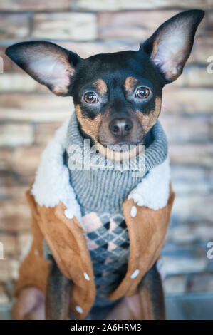 Hund, Toy Terrier, ein stilvoll gekleideten kleinen Hund in einem Pullover und einem schaffell Fell Stockfoto