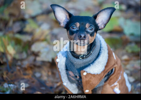 Hund, Toy Terrier, ein stilvoll gekleideten kleinen Hund in einem Pullover und einem schaffell Fell, vor dem Hintergrund der späten Herbst. Kleidung für Hunde. Stockfoto