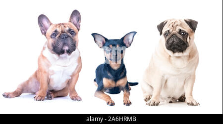 Drei Hunde auf einem weißen Hintergrund, isoliert. Französische Bulldogge, Mops und Toy Terrier. Verschiedene Rassen von Hunden Stockfoto