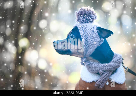 Ein Hund, ein Toy Terrier, ein stilvoll gekleideten kleinen Hund in einen Hut und einen Schaffellmantel, vor dem Hintergrund der Winter. Kleidung für Hunde. Für text Stockfoto