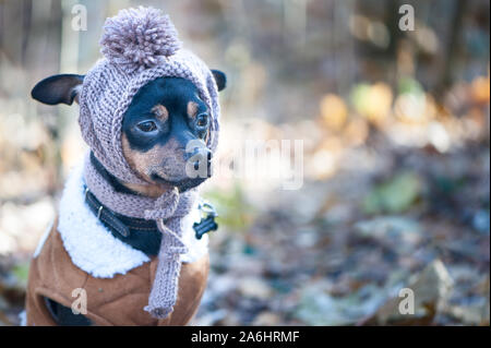 Ein Hund, ein Toy Terrier, ein stilvoll gekleideten kleinen Hund in einen Hut und einen Schaffellmantel, vor dem Hintergrund der späten Herbst. Kleidung für Hunde. Für t Ort Stockfoto